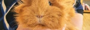 Guinnea Pig